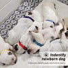 Puppy Collars Breakaway - set of 12