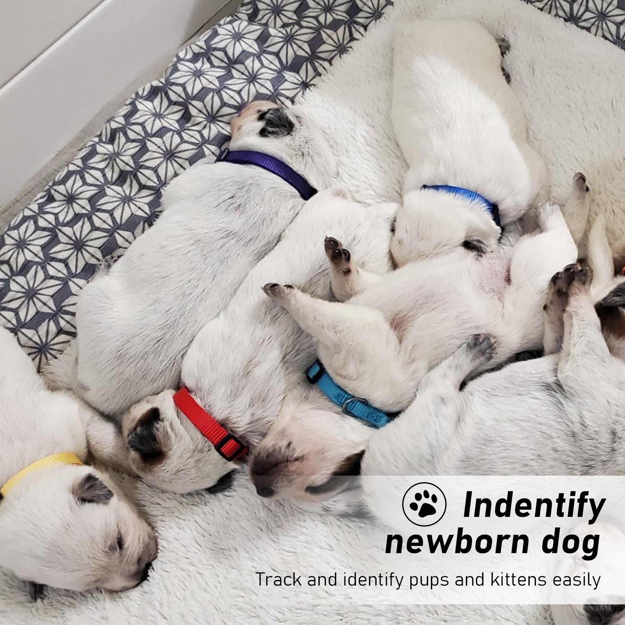 Puppy Collars Breakaway - set of 12